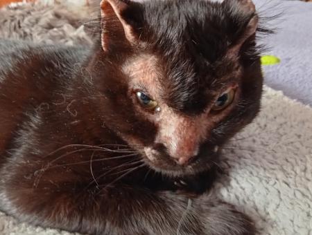 На Урале ветеринарные врачи выходили пострадавшего в огне кота и нашли ему дом